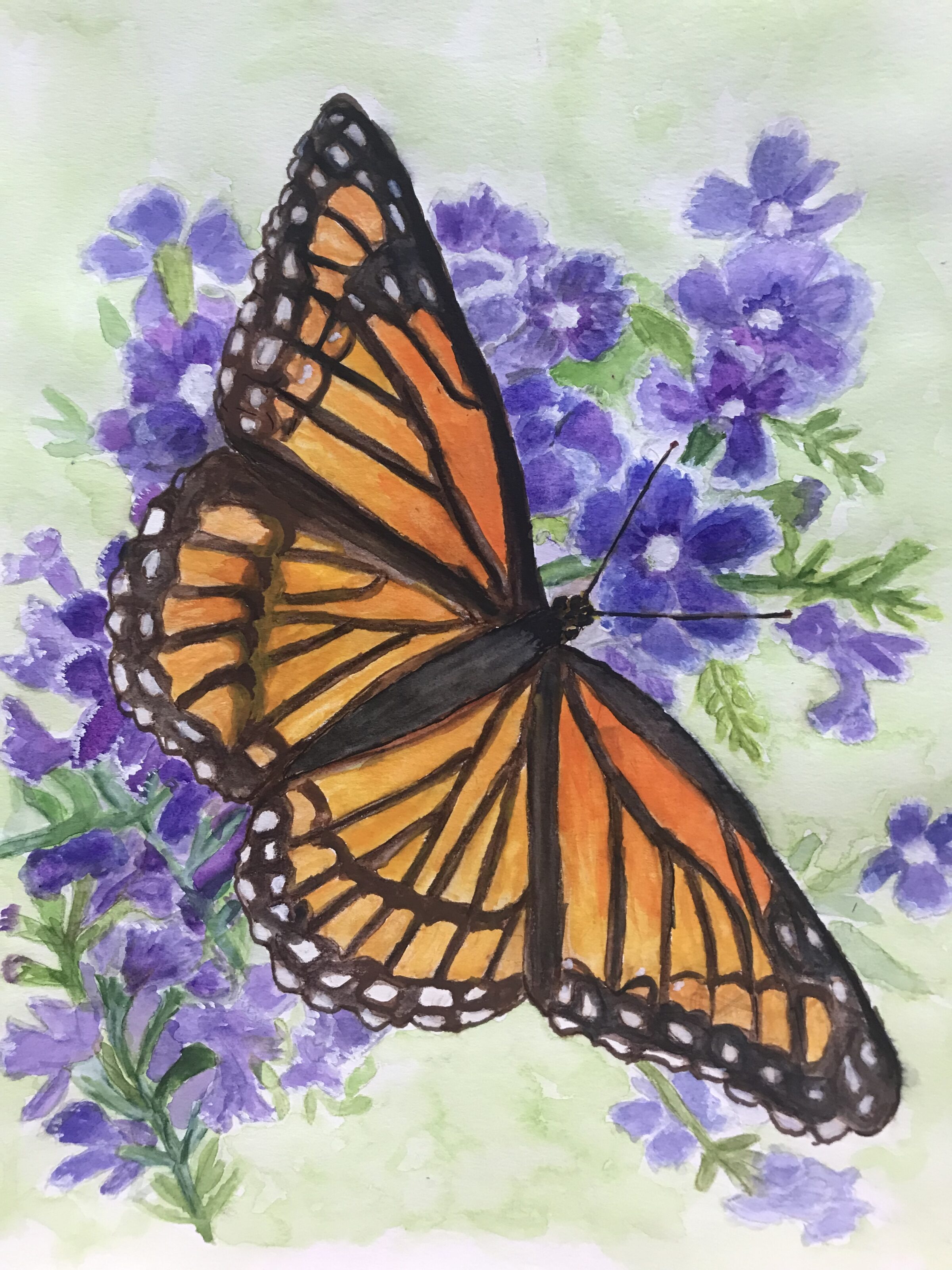 Monarch butterfly